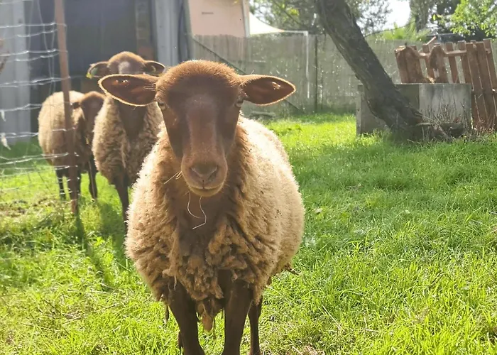 Le Duo Syrah Clim Entre Albi-toulouse & Les Du Tarn * Brens (Tarn)
